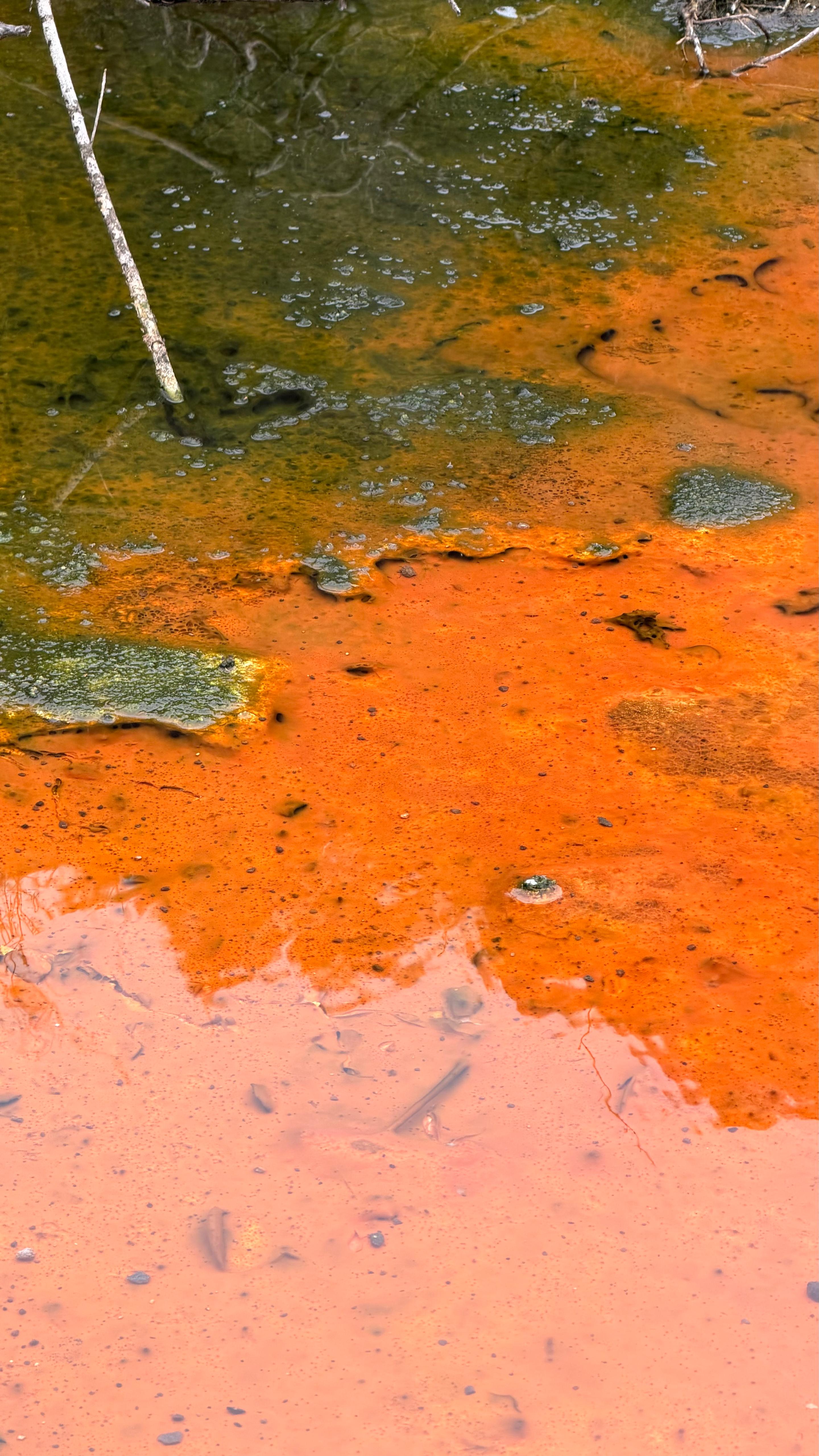 Depósitos minerais na borda da Champagne Pool
