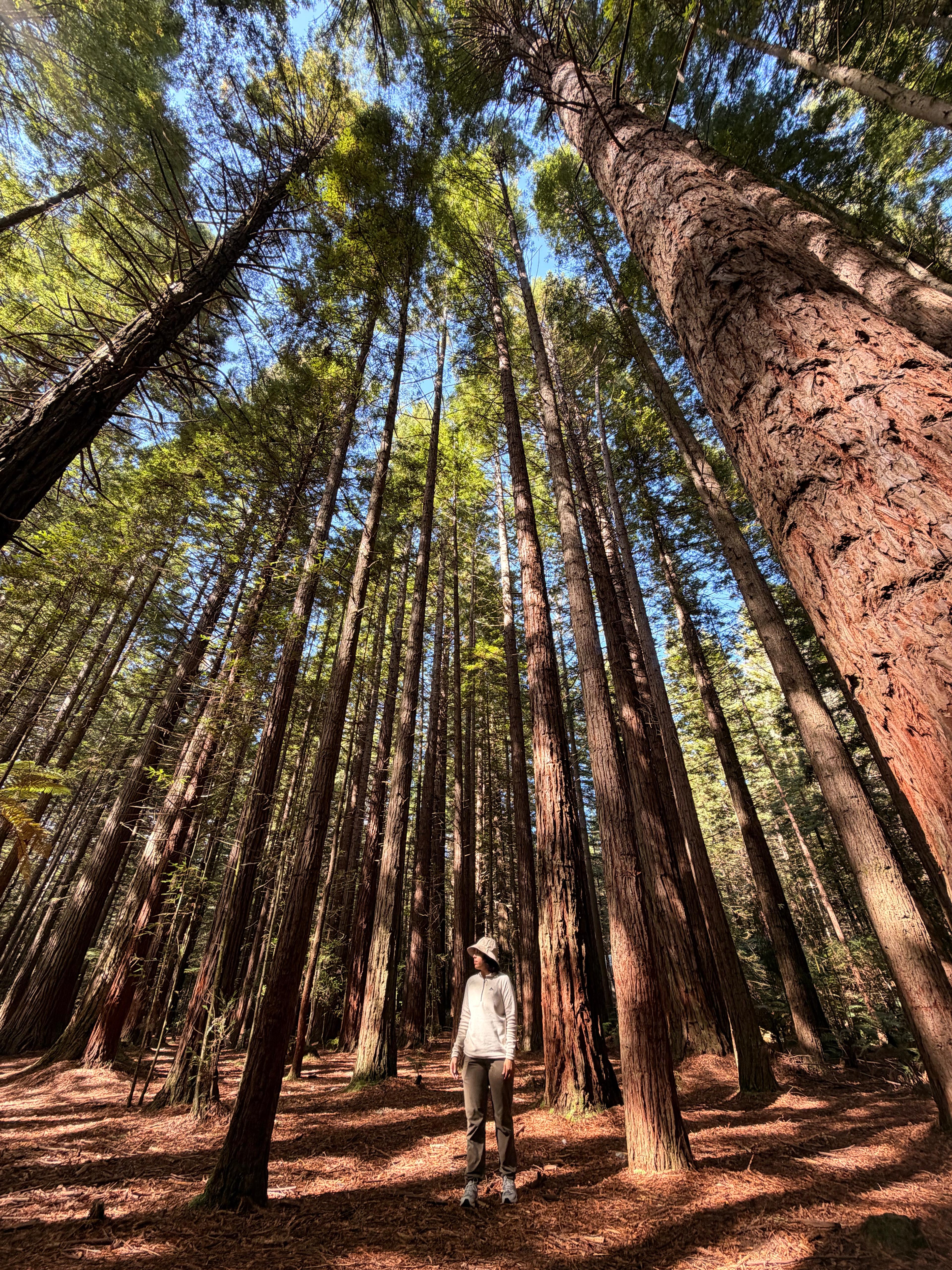 Whakarewarewa Forest, Rotorua